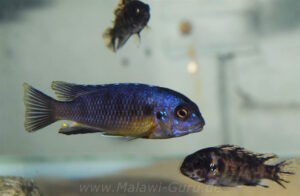 Tropheops sp. 'black dorsal'